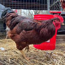 Load image into Gallery viewer, Heritage Rhode Island Red (Gallus gallus)
