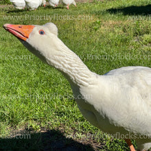 Load image into Gallery viewer, Roman Tufted Goose (Anser anser)
