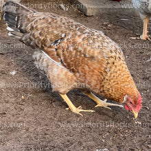 Load image into Gallery viewer, 55 Flowery Hen (Gallus gallus)
