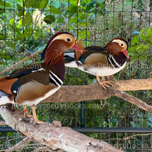 Load image into Gallery viewer, Mandarin Duck (Aix galericulata)
