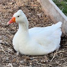 Load image into Gallery viewer, Roman Tufted Goose (Anser anser)
