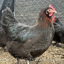 Load image into Gallery viewer, Black Copper Maran - Day Old Chick

