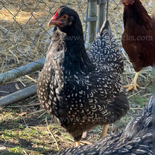 Load image into Gallery viewer, Double Silver Laced Barnevelder (Gallus gallus)
