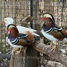 Load image into Gallery viewer, Mandarin Duck (Aix galericulata)
