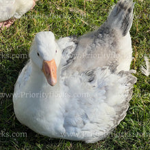 Load image into Gallery viewer, Roman Tufted Goose (Anser anser)
