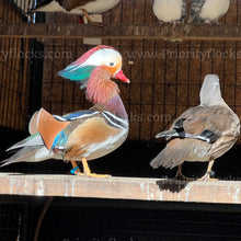 Load image into Gallery viewer, Mandarin Duck (Aix galericulata)
