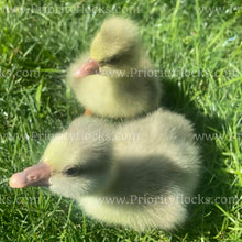 Load image into Gallery viewer, Roman Tufted Goose (Anser anser)
