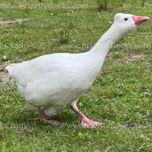 Load image into Gallery viewer, Roman Tufted Goose (Anser anser)
