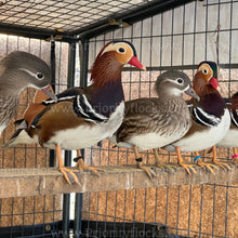 Load image into Gallery viewer, Mandarin Duck (Aix galericulata)
