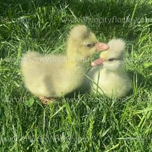 Load image into Gallery viewer, Roman Tufted Goose (Anser anser)
