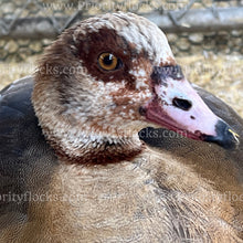 Load image into Gallery viewer, Egyptian Goose (Alopochen aegyptiaca)
