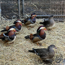 Load image into Gallery viewer, Mandarin Duck (Aix galericulata)
