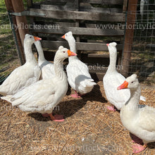 Load image into Gallery viewer, Roman Tufted Goose (Anser anser)
