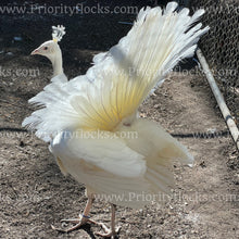 Load image into Gallery viewer, White Peafowl (Pavo cristatus)
