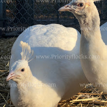 Load image into Gallery viewer, White Peafowl (Pavo cristatus)
