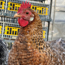 Load image into Gallery viewer, 55 Flowery Hen (Gallus gallus)
