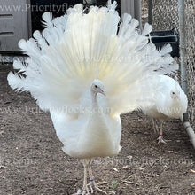 Load image into Gallery viewer, White Peafowl (Pavo cristatus)
