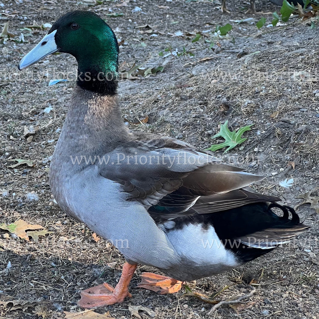 Dutch Hookbill Duck (Anas platyrhynchos domesticus)