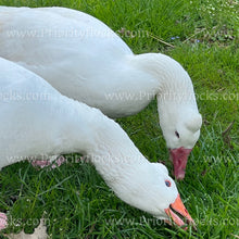 Load image into Gallery viewer, Roman Tufted Goose (Anser anser)
