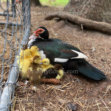 Load image into Gallery viewer, Muscovy Duck (Cairina moschata)
