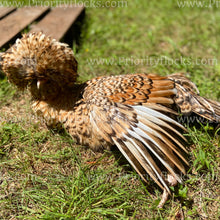 Load image into Gallery viewer, Candy Corn Polish (Gallus gallus)
