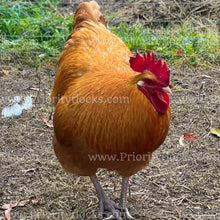 Load image into Gallery viewer, Buff Orpingtons (Gallus gallus)
