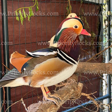 Load image into Gallery viewer, Mandarin Duck (Aix galericulata)
