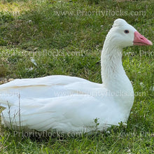 Load image into Gallery viewer, Roman Tufted Goose (Anser anser)
