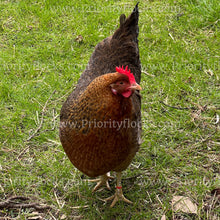 Load image into Gallery viewer, German Bielefelder (Gallus gallus)
