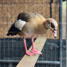 Load image into Gallery viewer, Egyptian Goose (Alopochen aegyptiaca)
