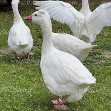 Load image into Gallery viewer, Roman Tufted Goose (Anser anser)
