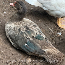 Load image into Gallery viewer, Muscovy - Bronze/Lilac (Duckling)
