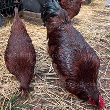 Load image into Gallery viewer, Heritage Rhode Island Red (Gallus gallus)
