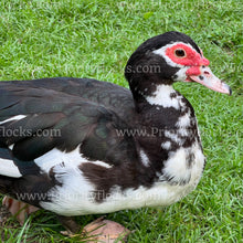 Load image into Gallery viewer, Muscovy Duck (Cairina moschata)
