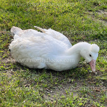 Load image into Gallery viewer, Roman Tufted Goose (Anser anser)
