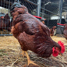 Load image into Gallery viewer, Heritage Rhode Island Red (Gallus gallus)
