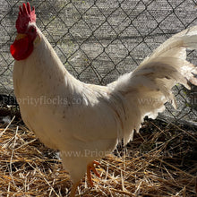 Load image into Gallery viewer, 55 Flowery Hen (Gallus gallus)
