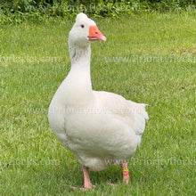 Load image into Gallery viewer, Roman Tufted Goose (Anser anser)
