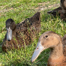 Load image into Gallery viewer, Dutch Hookbill Duck (Anas platyrhynchos domesticus)
