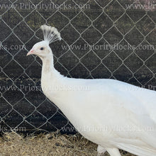 Load image into Gallery viewer, White Peafowl (Pavo cristatus)
