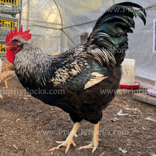 Load image into Gallery viewer, Double Silver Laced Barnevelder (Gallus gallus)
