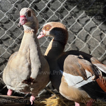 Load image into Gallery viewer, Egyptian Goose (Alopochen aegyptiaca)
