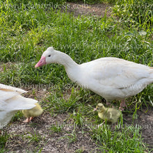 Load image into Gallery viewer, Roman Tufted Goose (Anser anser)
