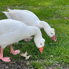 Load image into Gallery viewer, Roman Tufted Goose (Anser anser)
