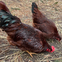 Load image into Gallery viewer, Heritage Rhode Island Red (Gallus gallus)
