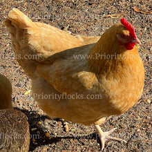 Load image into Gallery viewer, Buff Orpingtons (Gallus gallus)
