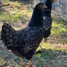 Load image into Gallery viewer, Double Silver Laced Barnevelder (Gallus gallus)
