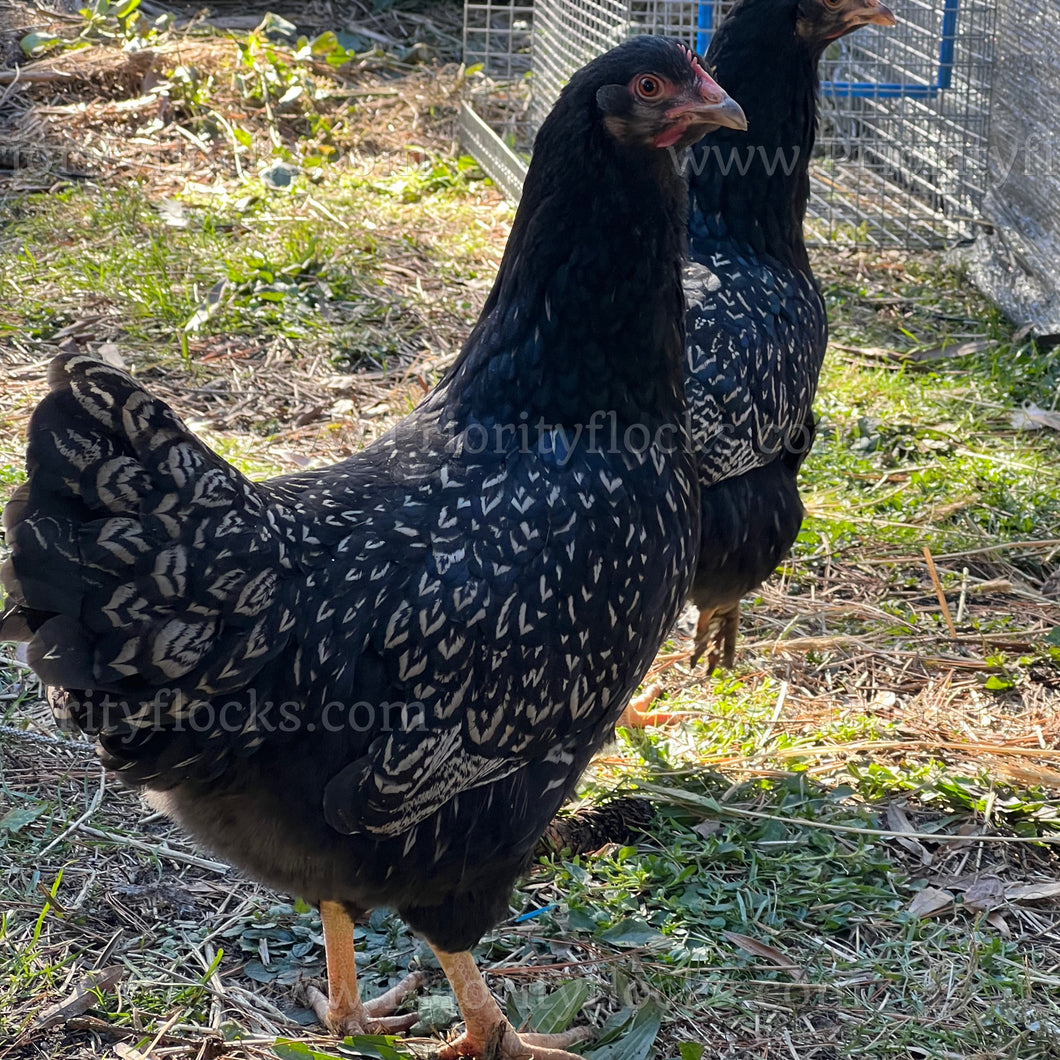 Double Silver Laced Barnevelder (Gallus gallus)