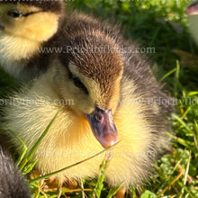 Load image into Gallery viewer, Muscovy Duck (Cairina moschata)
