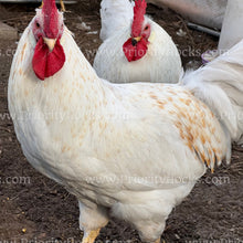 Load image into Gallery viewer, 55 Flowery Hen (Gallus gallus)
